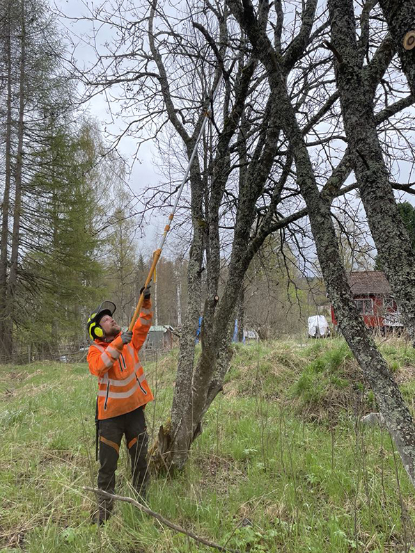 Arborist