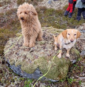 Hundar På Ett Mossbeklätt Kvarnstensämne