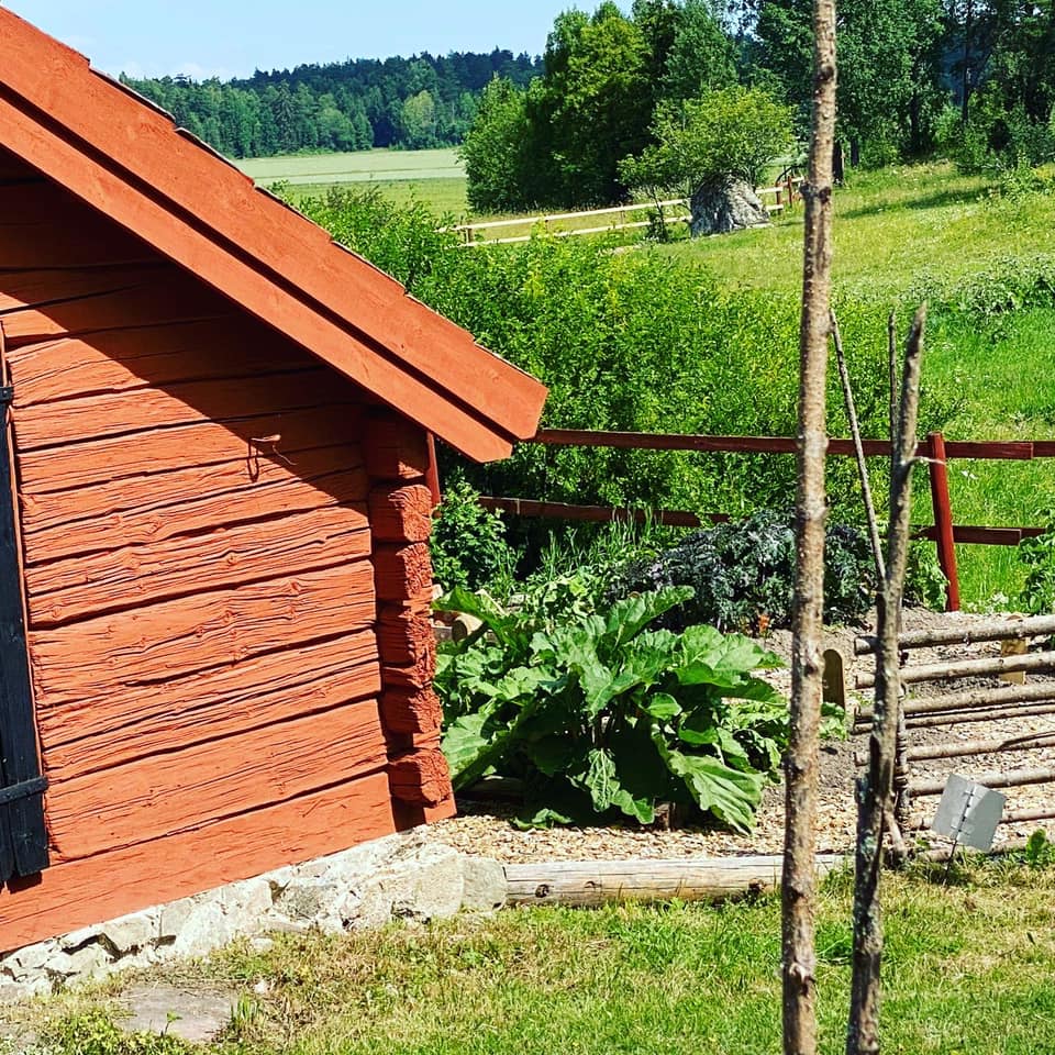 Gamla Skolgarden Rabarber