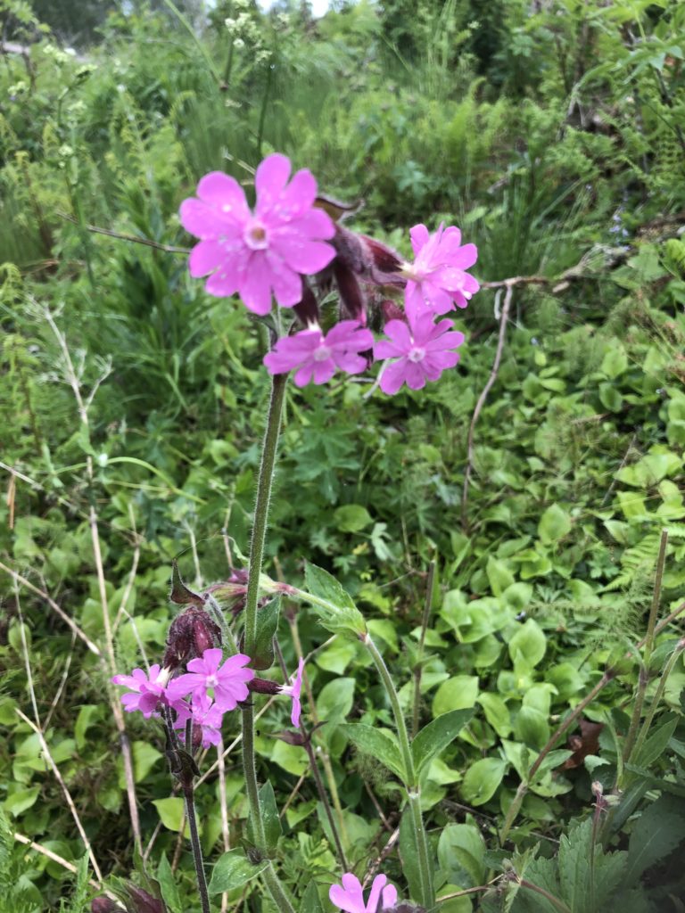 Rödblära Silene Dioica.