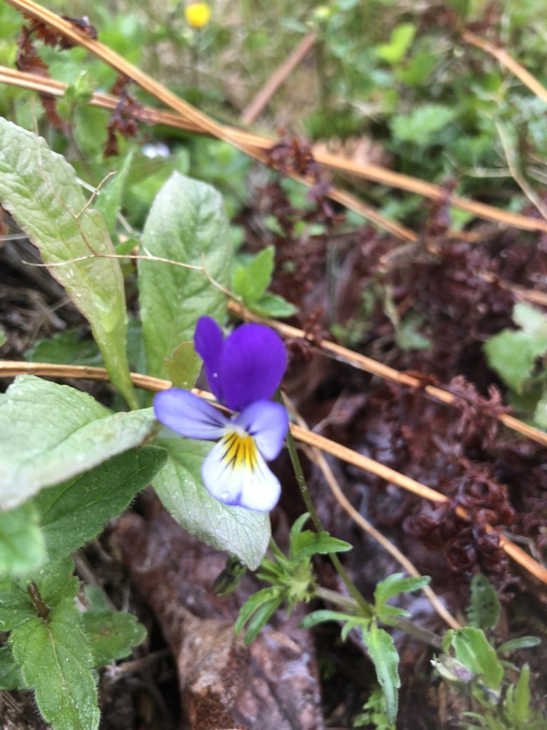 Styvmorsviol (Viola Tricolor Tricolor)
