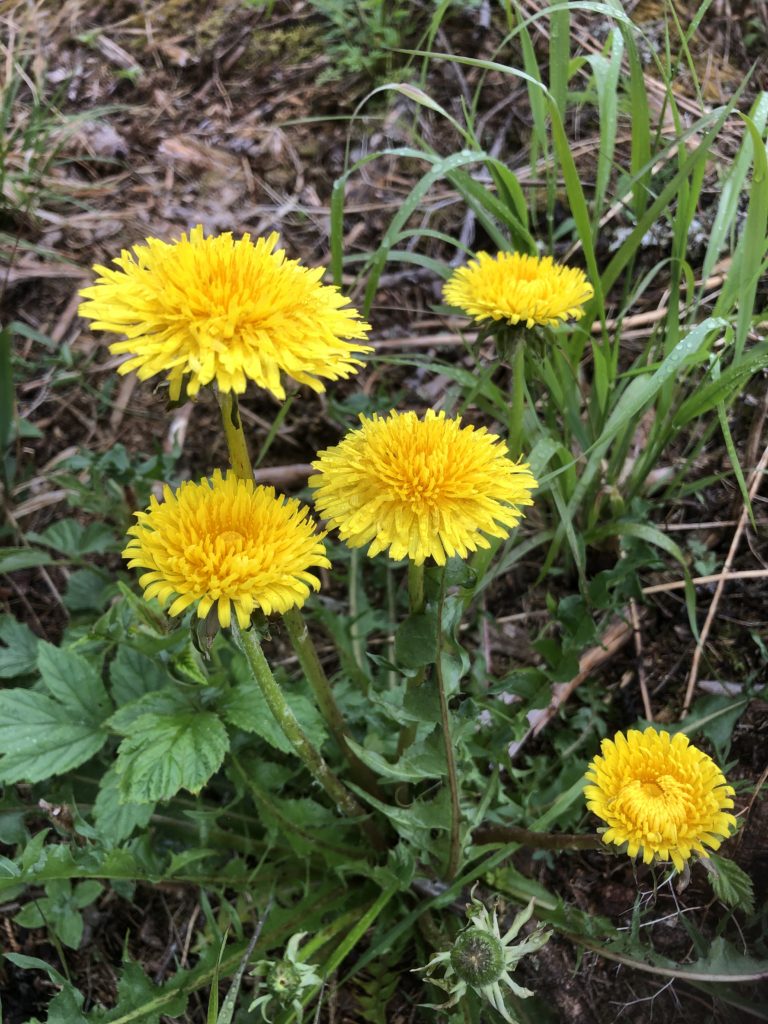 Maskros (Taraxacum Officinale)