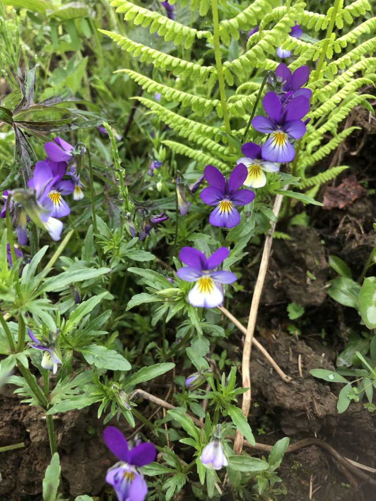 Styvmorsviol (Viola Tricolor Tricolor)