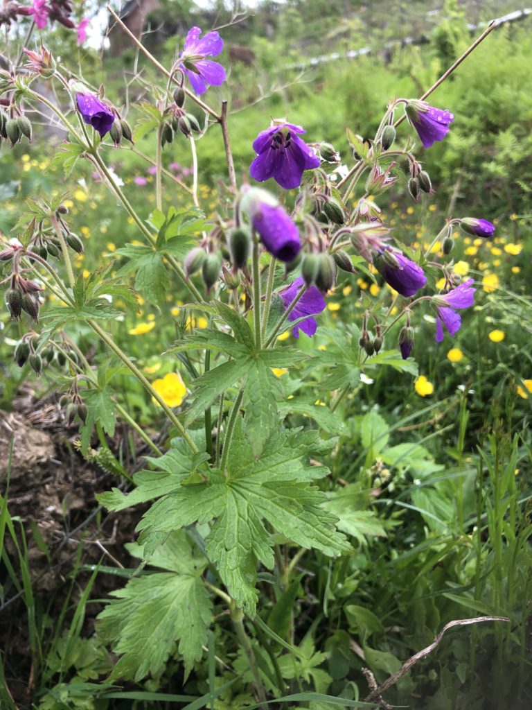 Skogsnäva Midsommarblomster; G. Sylvaticum