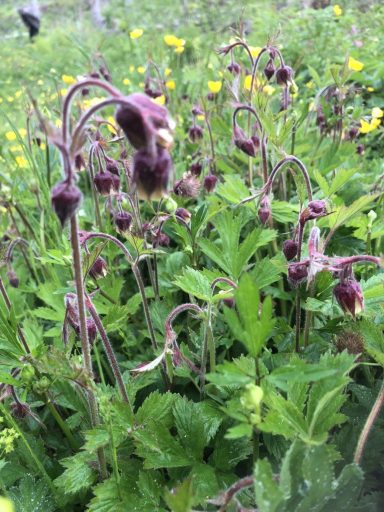 Humleblomster