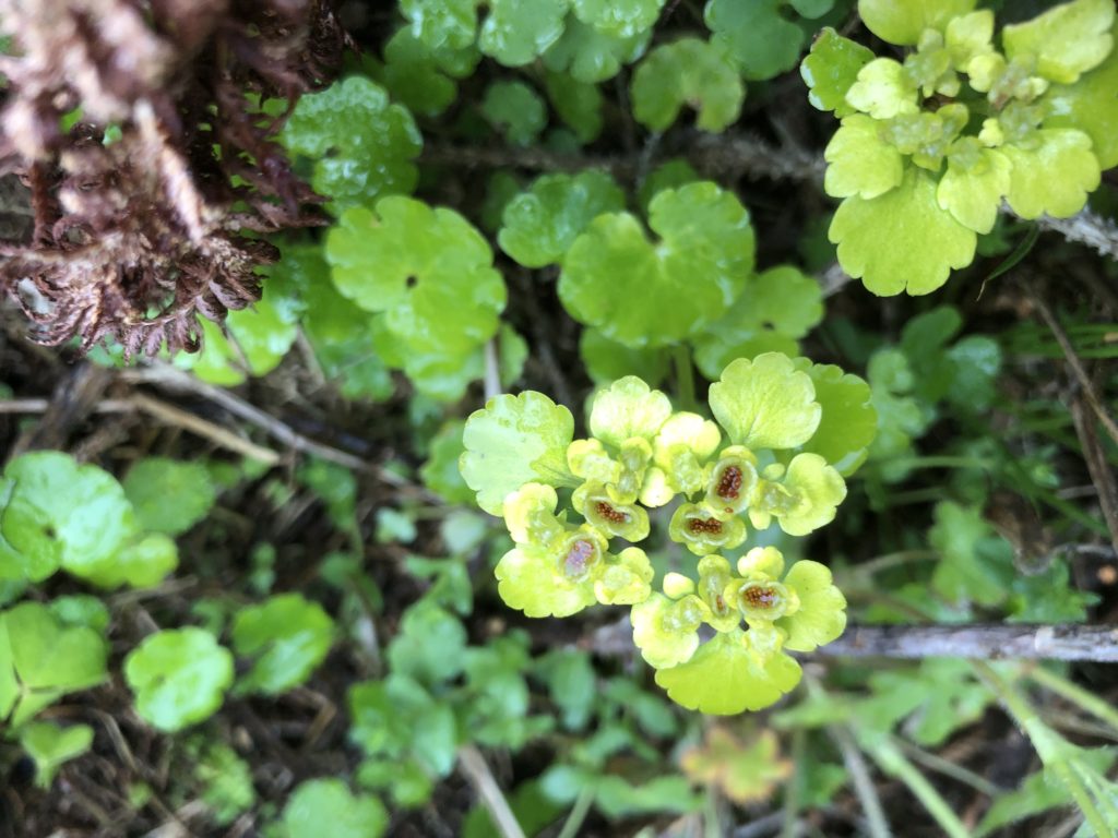 Gullpudra Chrysoplenium Alternifolium.