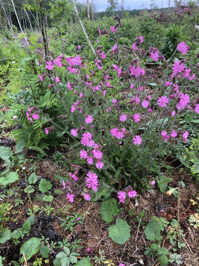 Rödblära (Silene Dioica (L.)