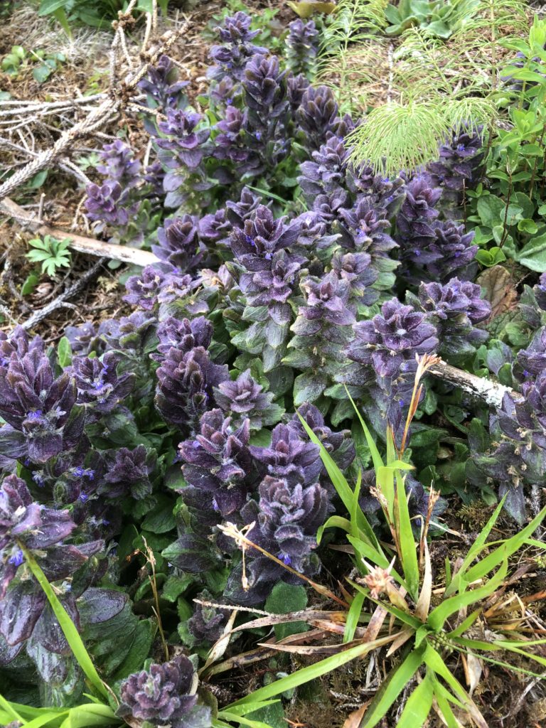 Blåsuga, Ajuga Pyramidalis.