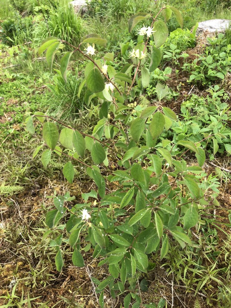 Vildkaprifol, Lonicera Periclymenum