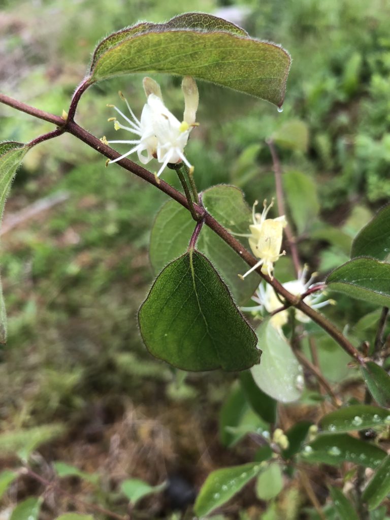 Vildkaprifol, Lonicera Periclymenum