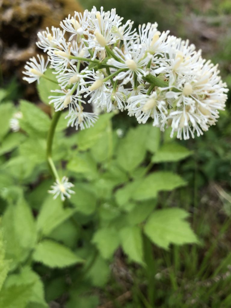 Trolldruva Actaea Spicata.