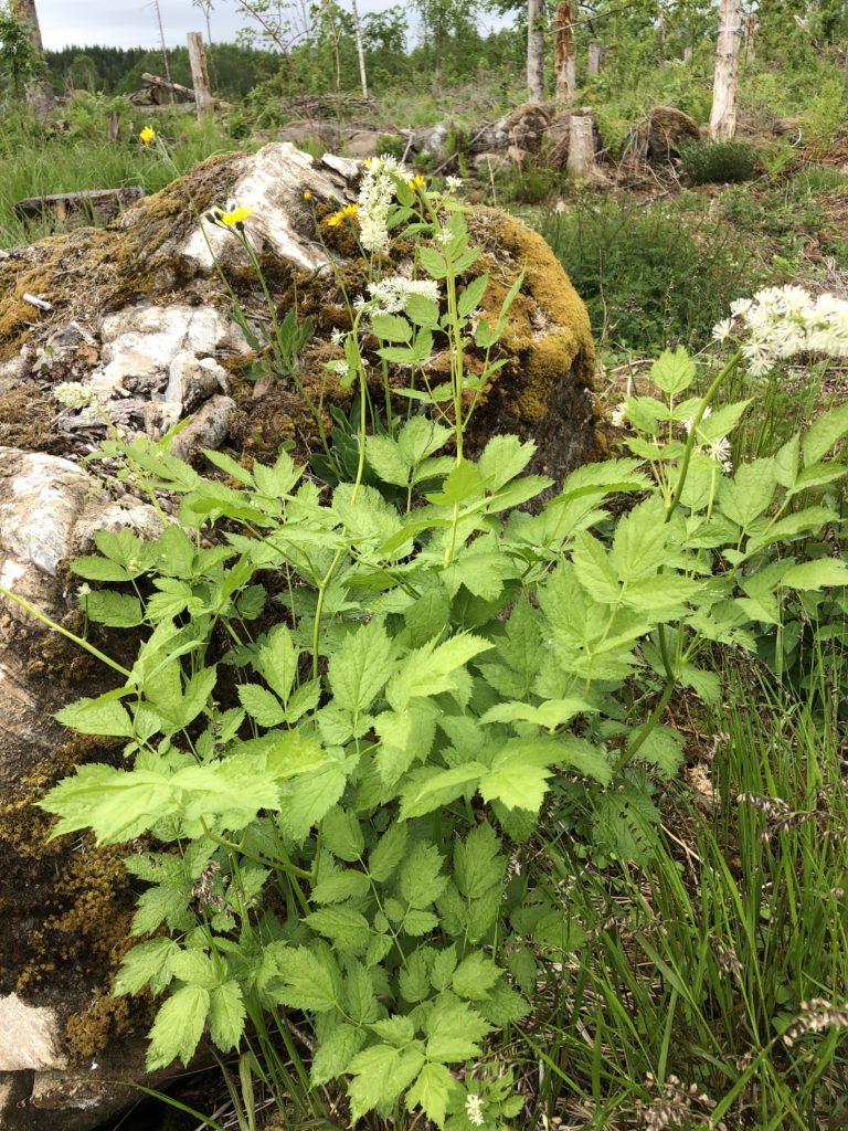 Trolldruva Actaea Spicata.