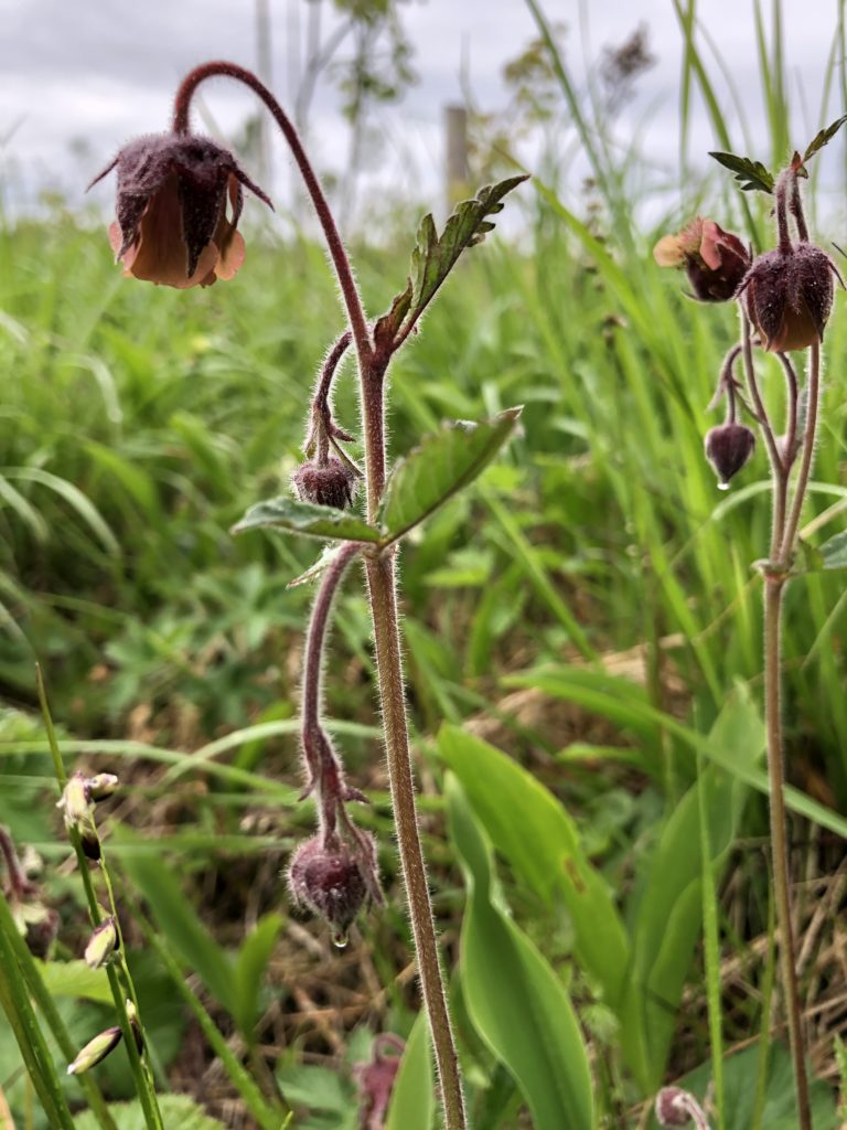 Humleblomster