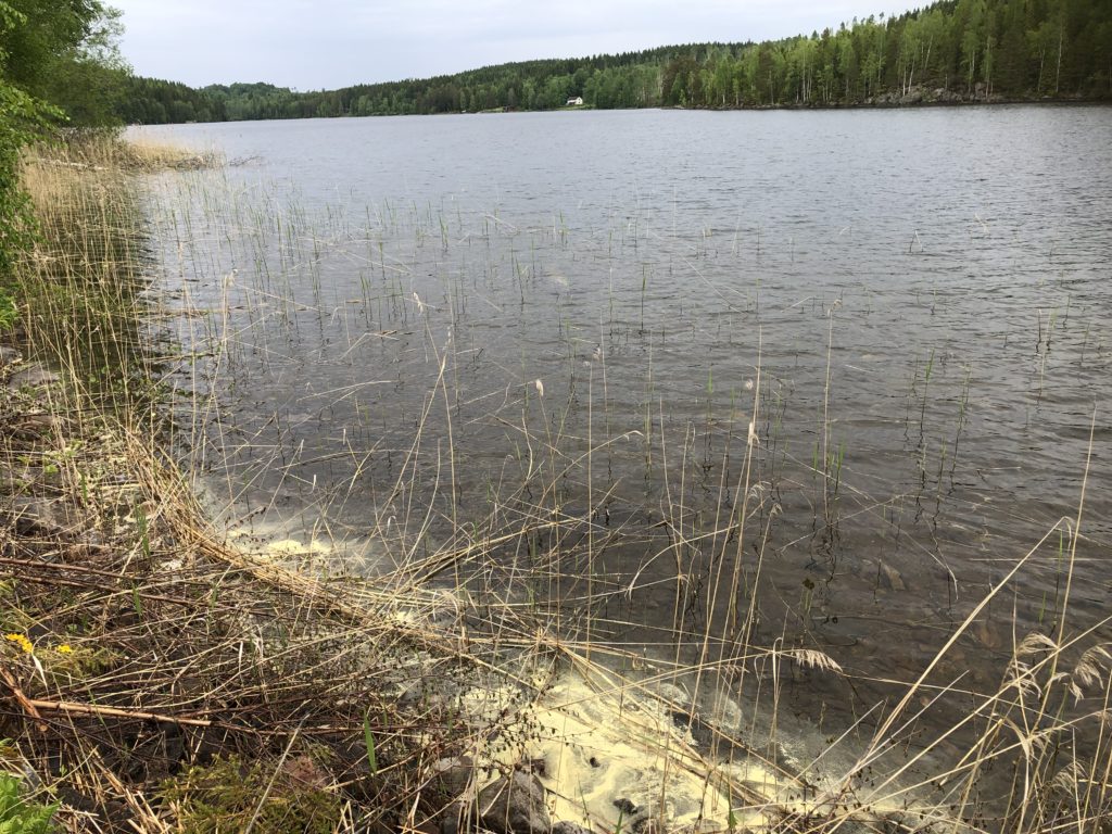 Gullplatshagen